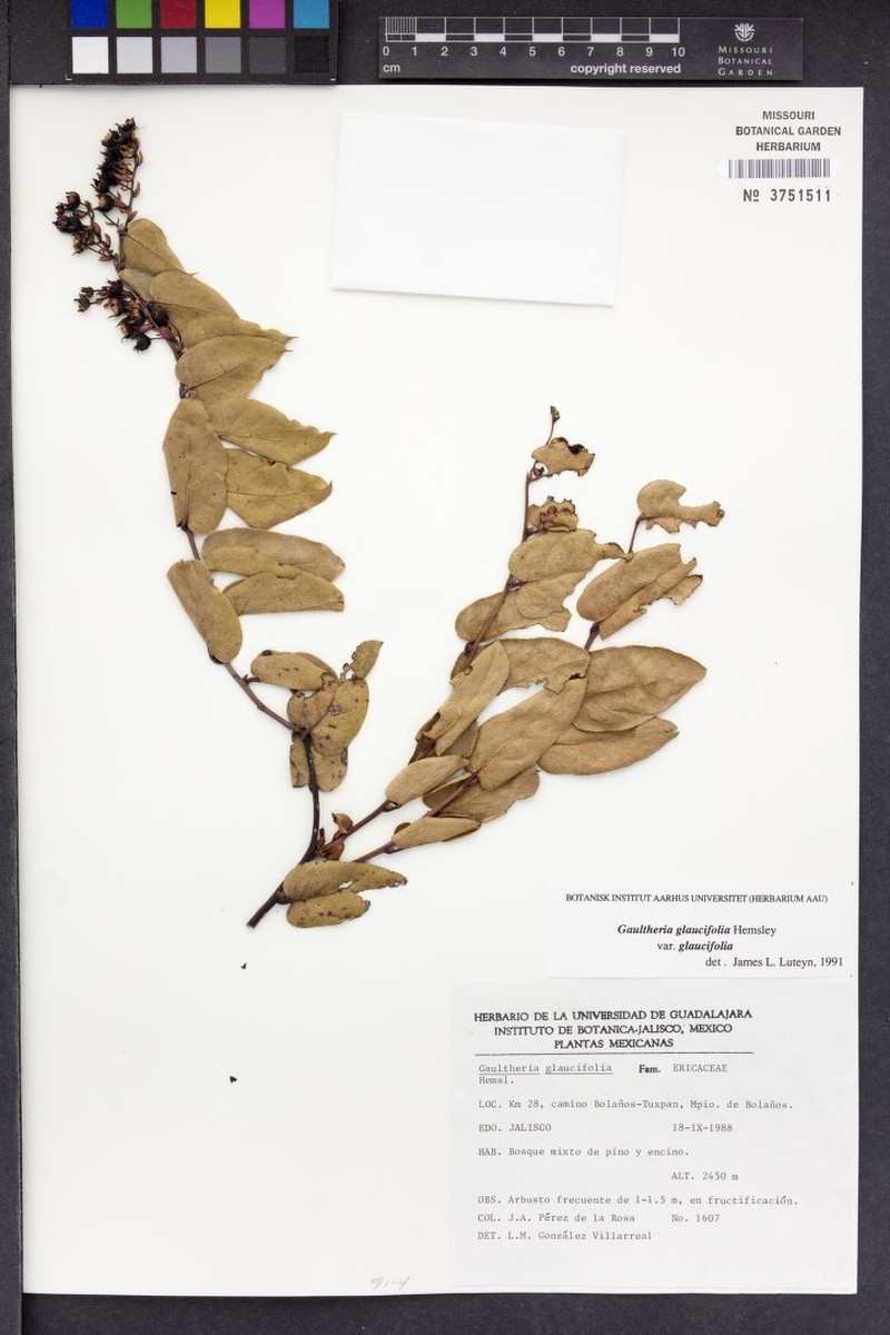 Gaultheria glaucifolia var. glaucifolia photo 4