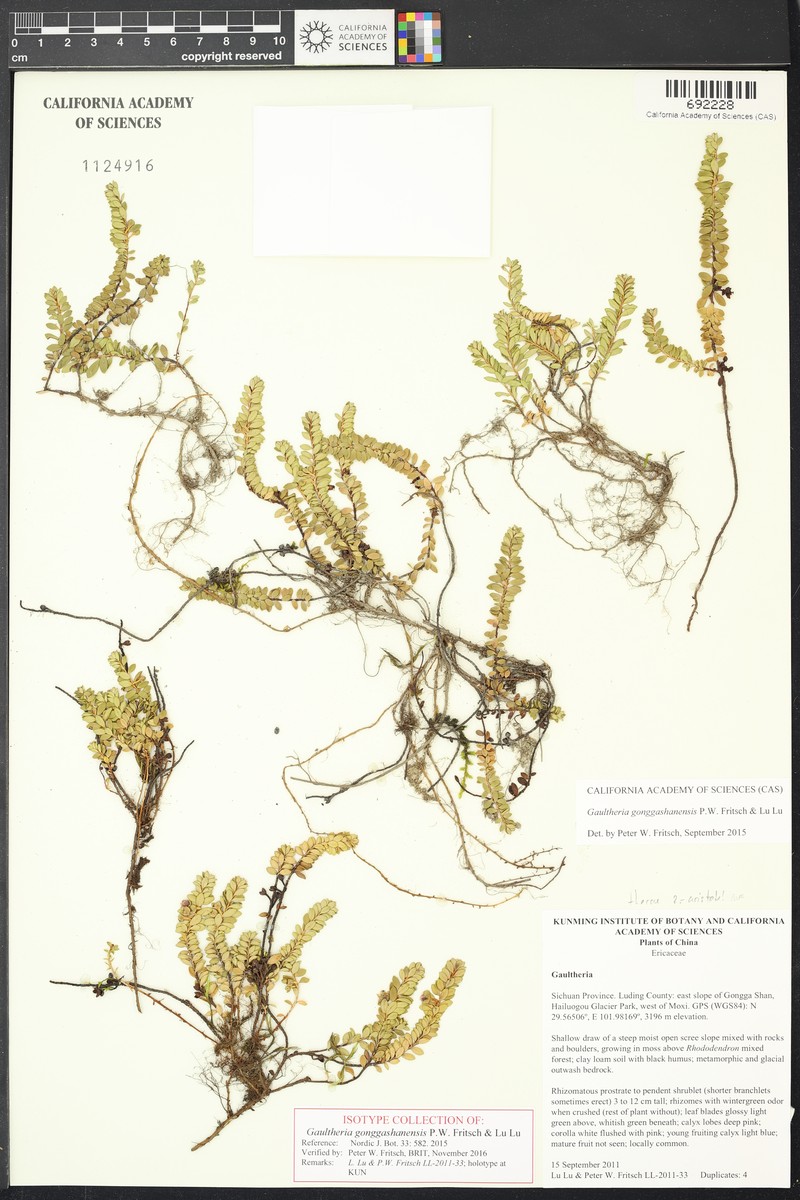 Gaultheria gonggashanensis