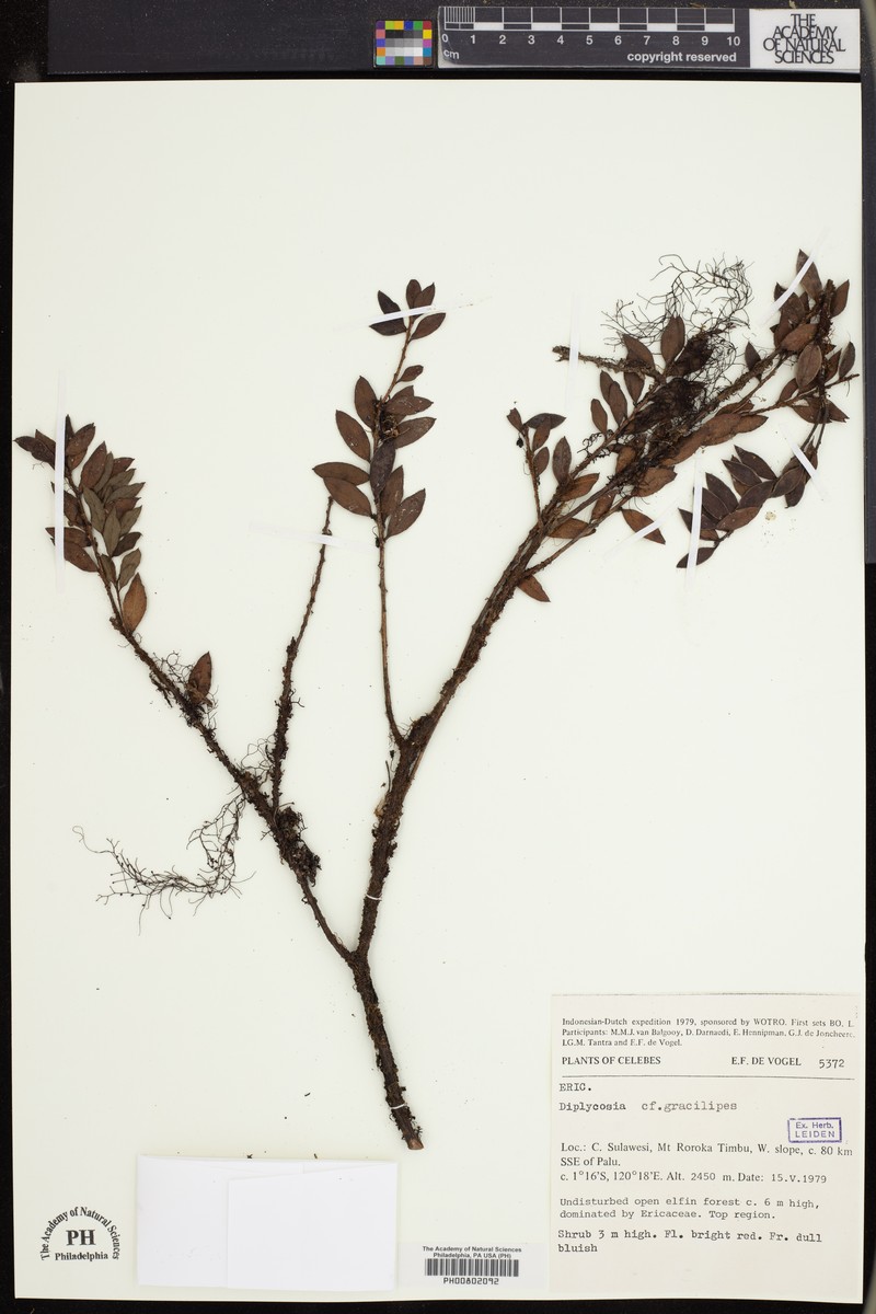 Gaultheria gracilipes