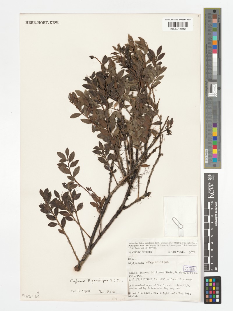 Gaultheria gracilipes photo 2