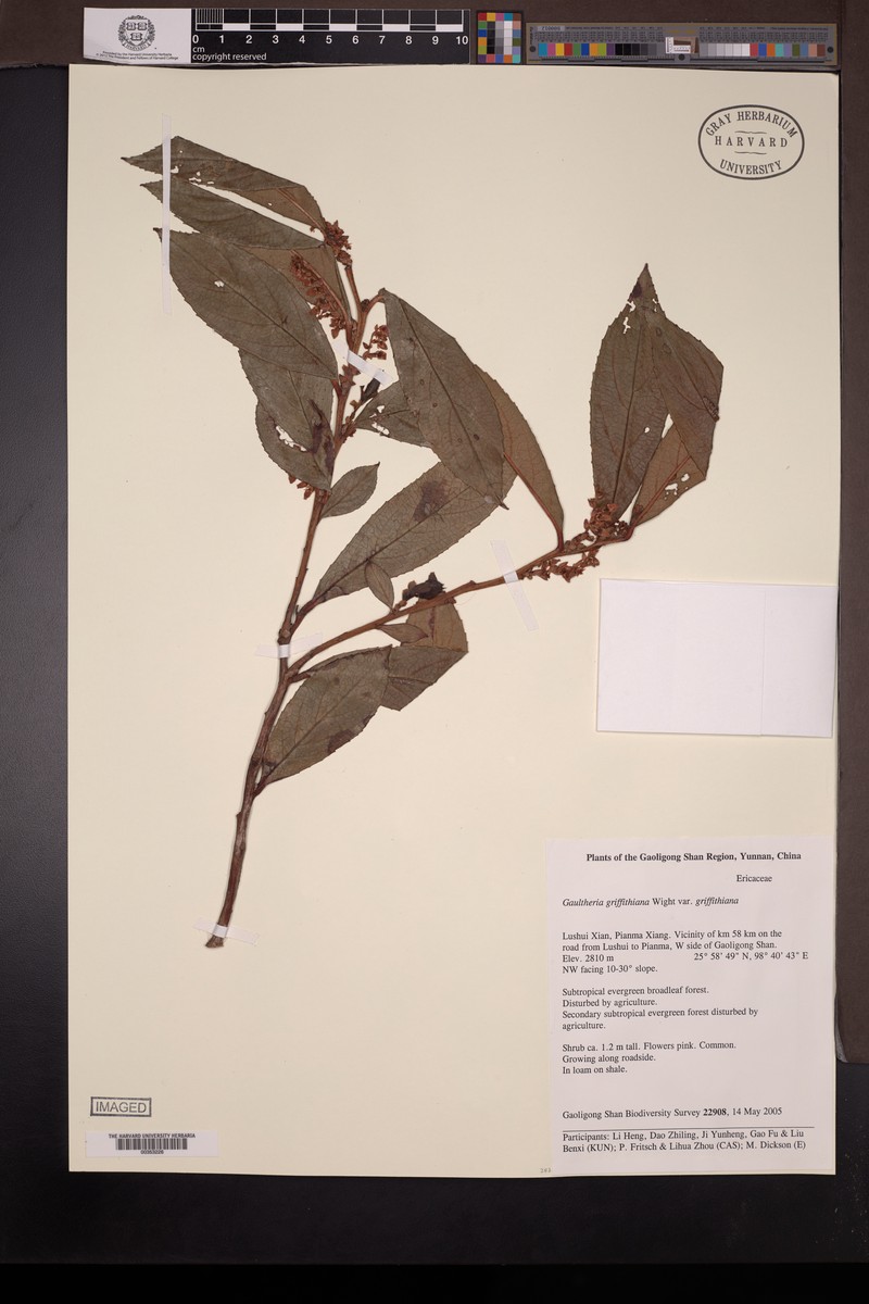 Gaultheria griffithiana var. griffithiana