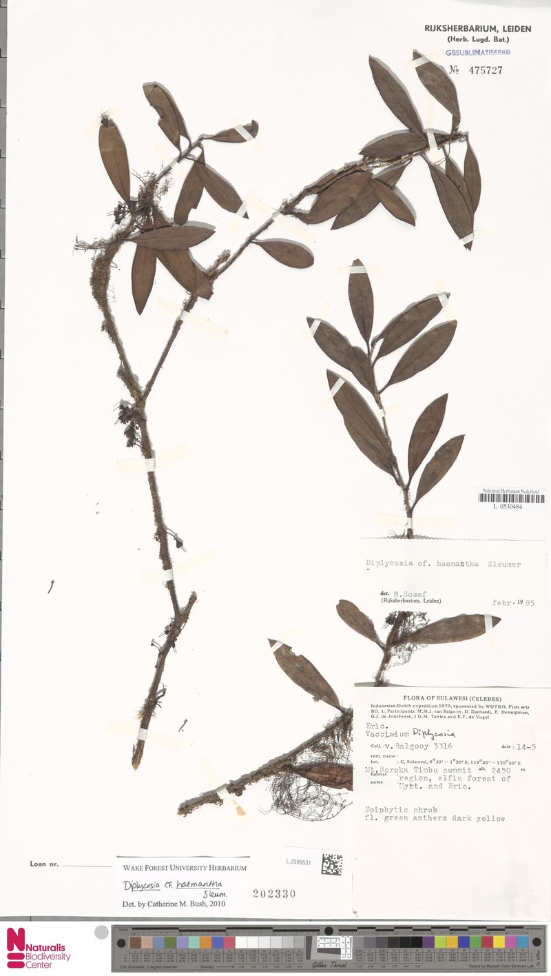 Gaultheria haemantha