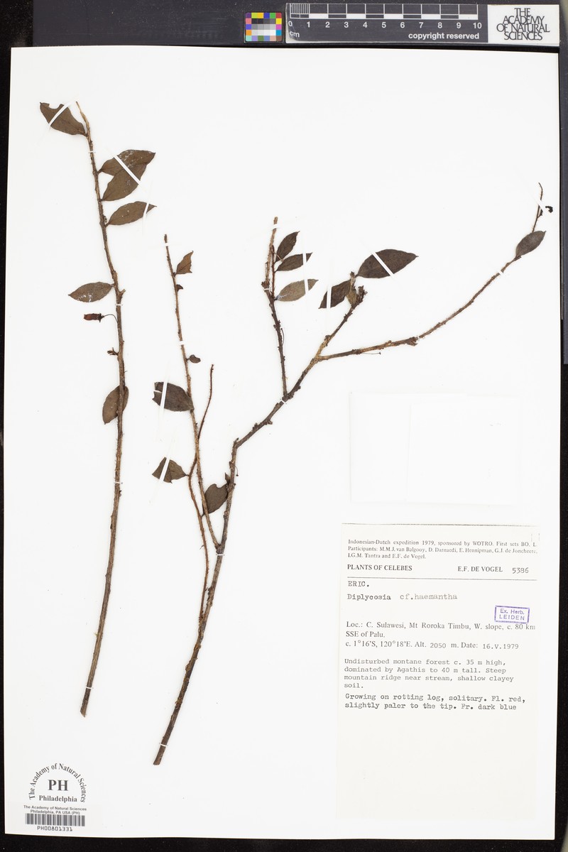 Gaultheria haemantha photo 2