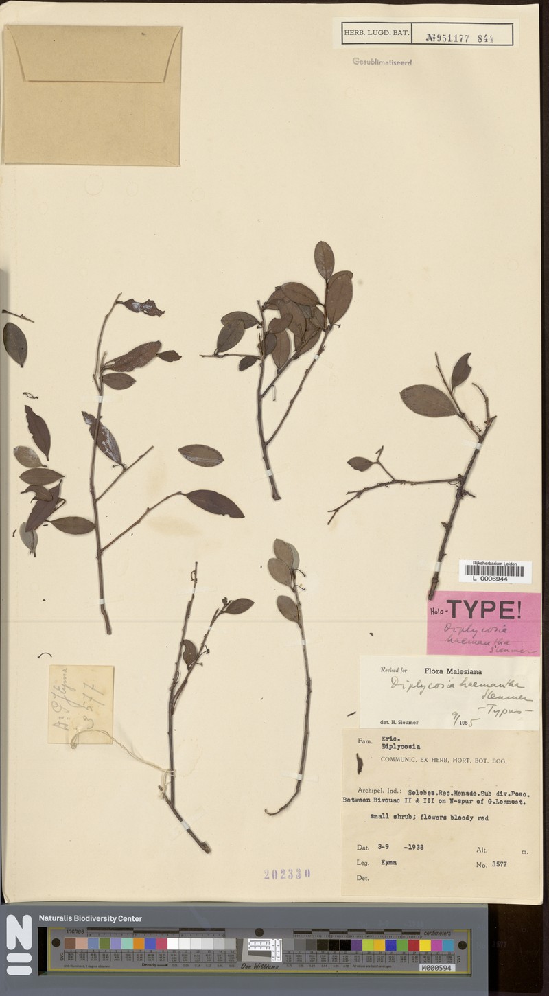 Gaultheria haemantha photo 3