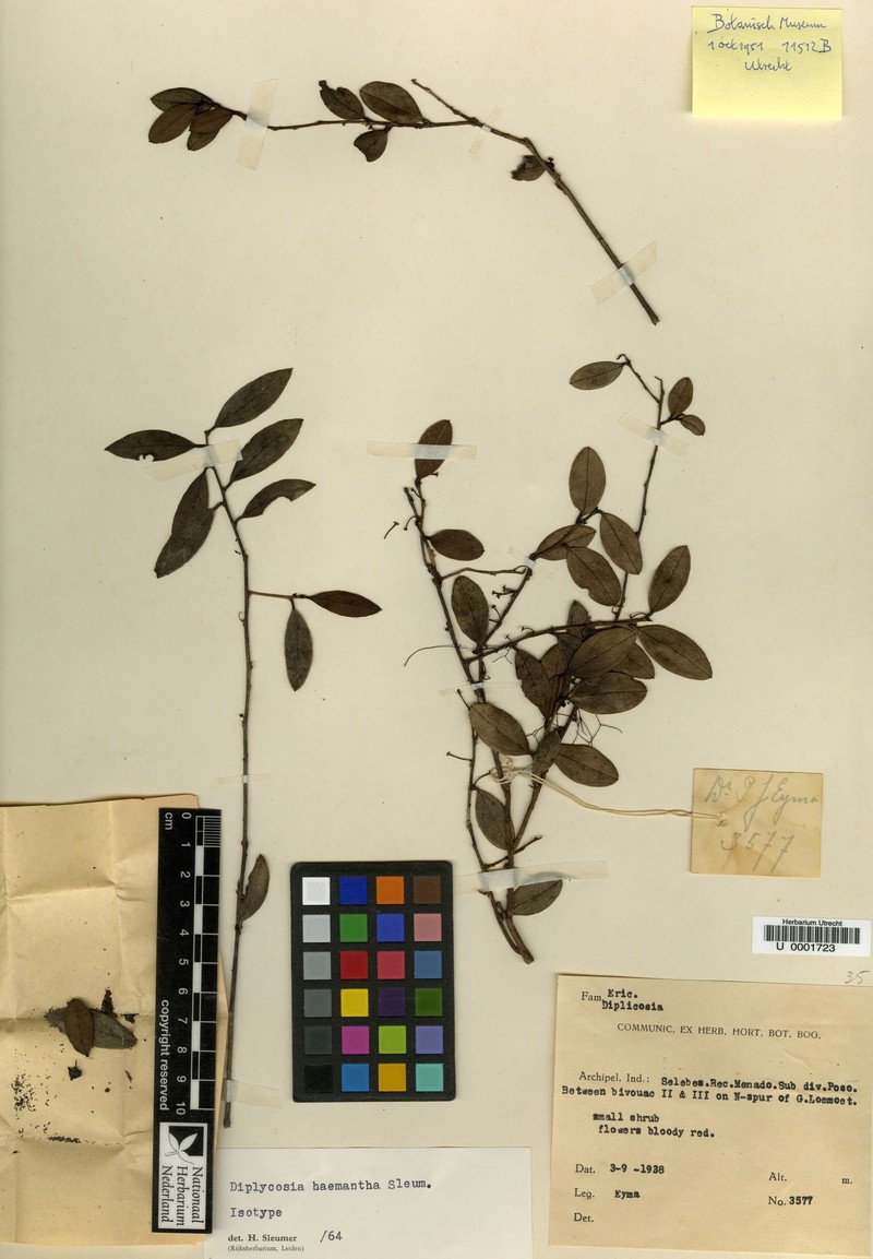 Gaultheria haemantha photo 4