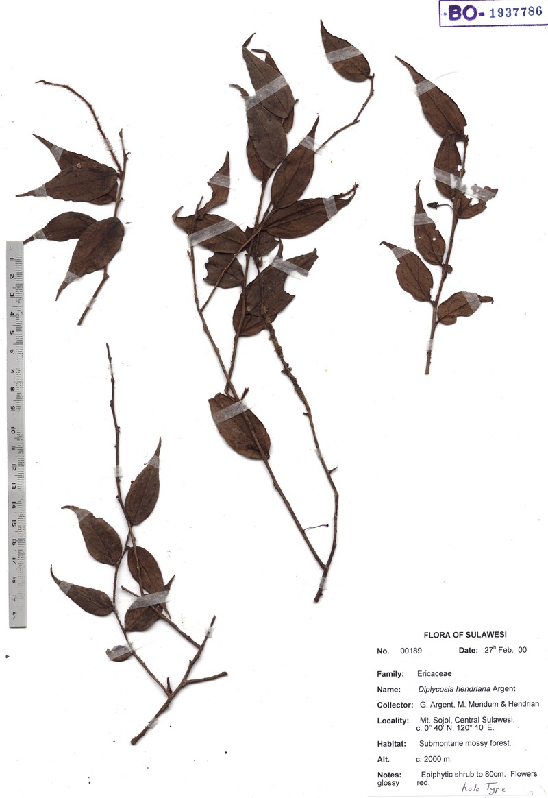 Gaultheria hendrianiana
