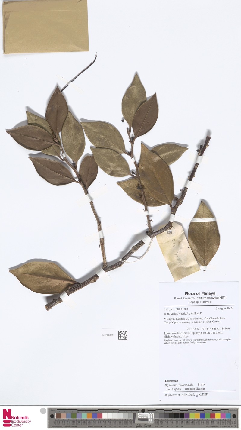 Gaultheria heterophylla var. latifolia