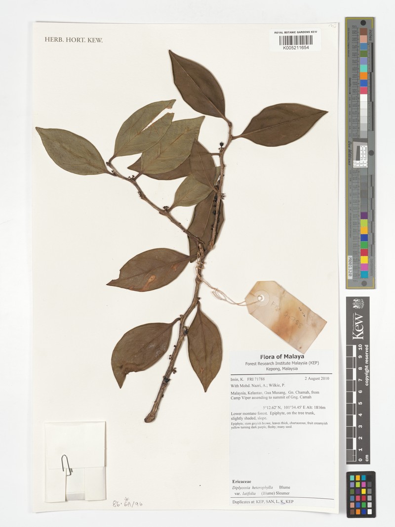 Gaultheria heterophylla var. latifolia photo 2