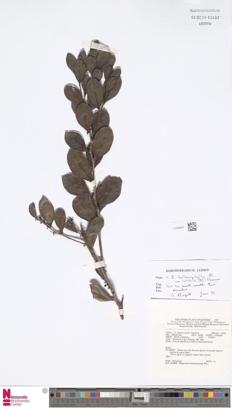 Gaultheria heterophylla var. latifolia photo 3