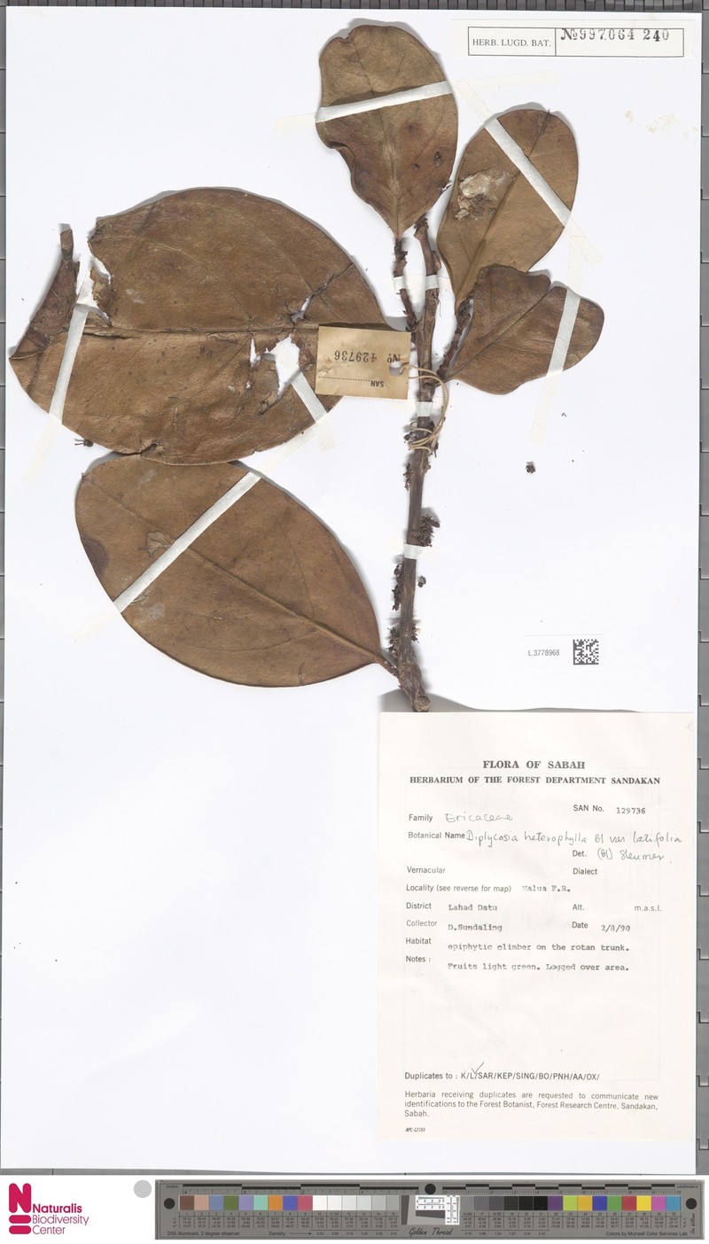 Gaultheria heterophylla var. latifolia photo 4