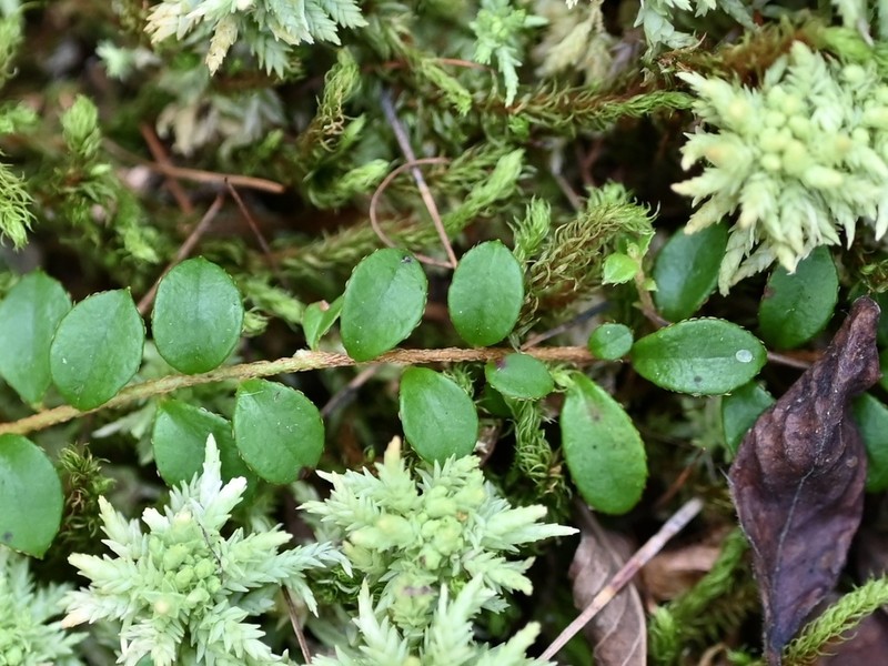 Creeping Snowberry