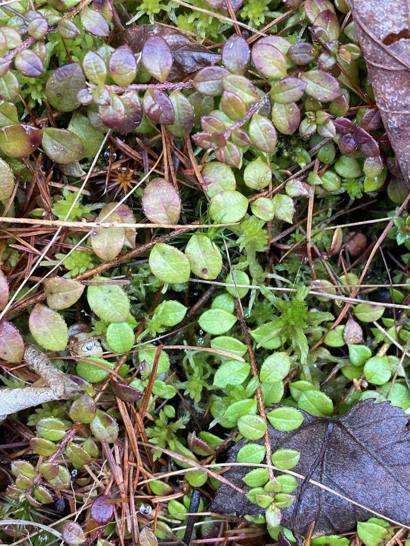 Creeping Snowberry photo 2