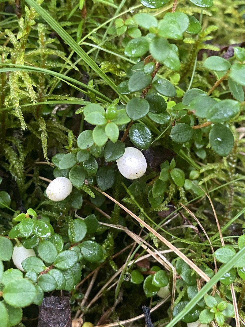 Creeping Snowberry photo 3