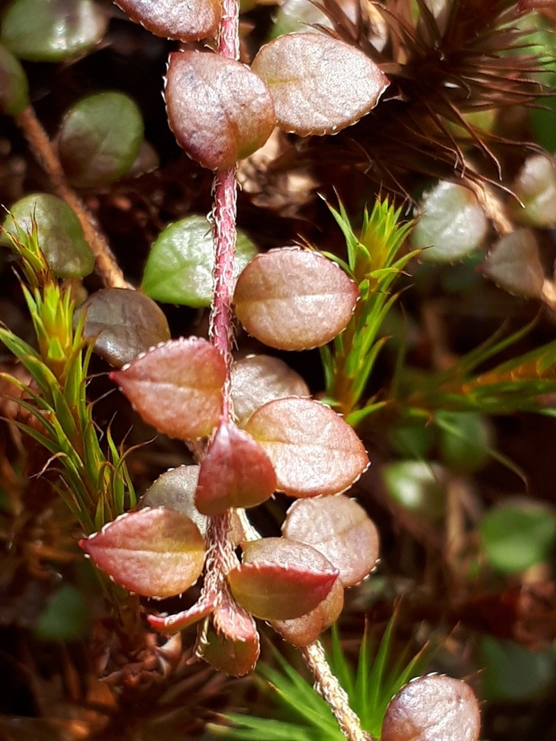 Creeping Snowberry photo 4