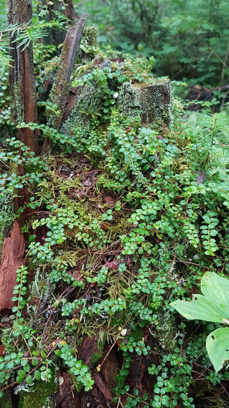 Creeping Snowberry photo 5