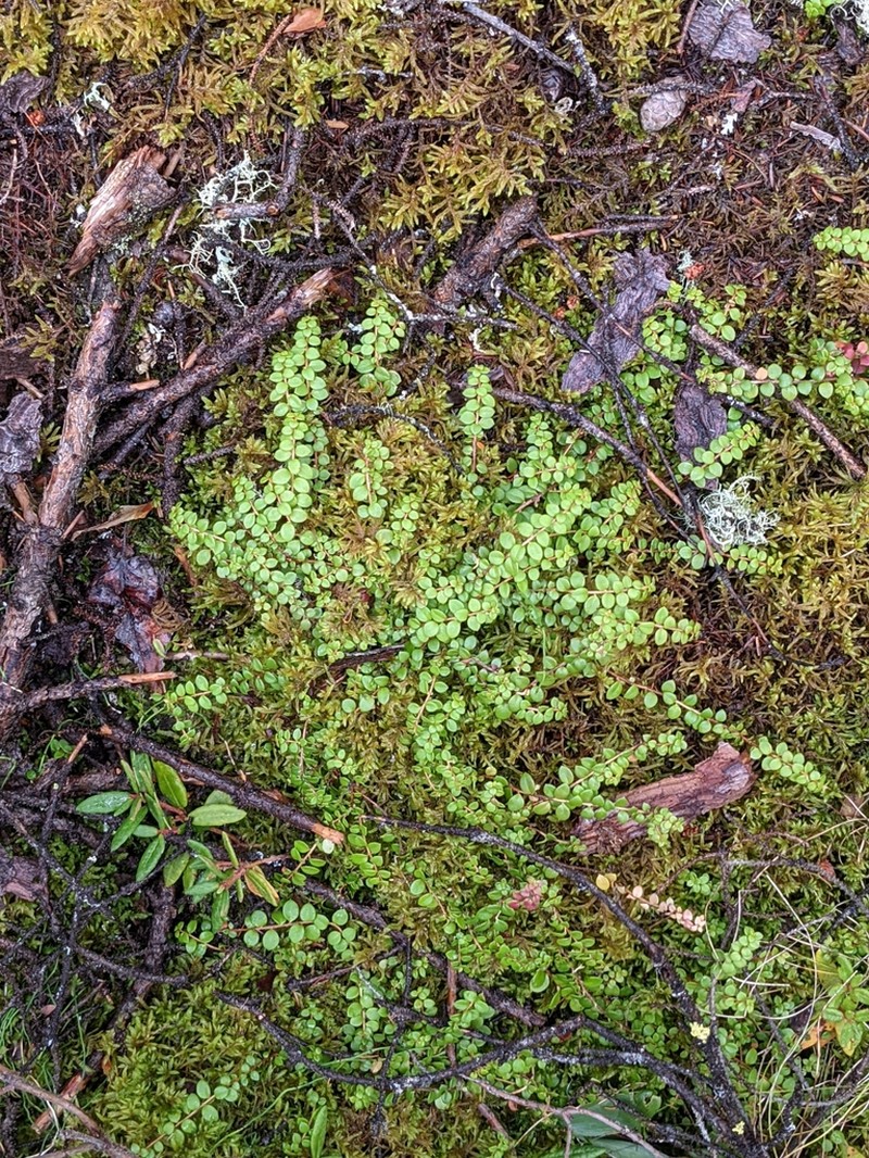 Creeping Snowberry photo 6