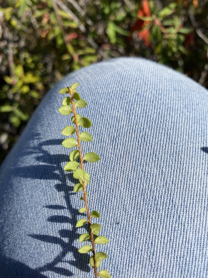 Creeping Snowberry photo 7