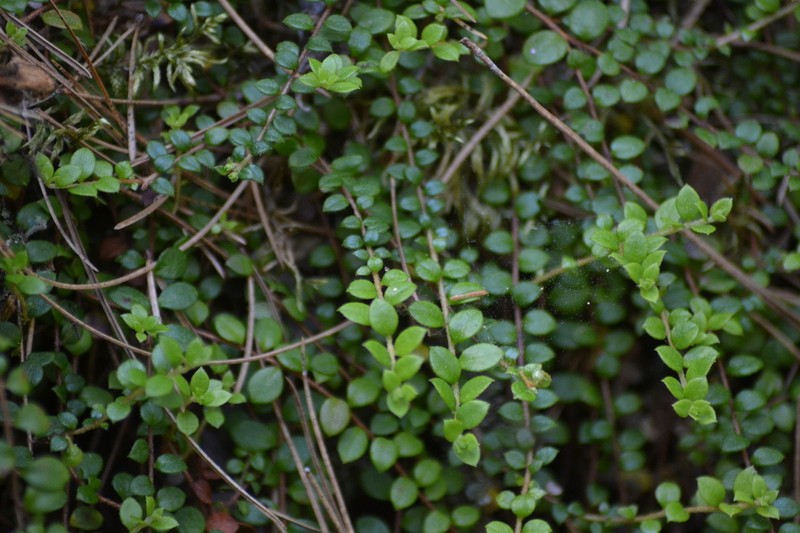 Creeping Snowberry photo 8