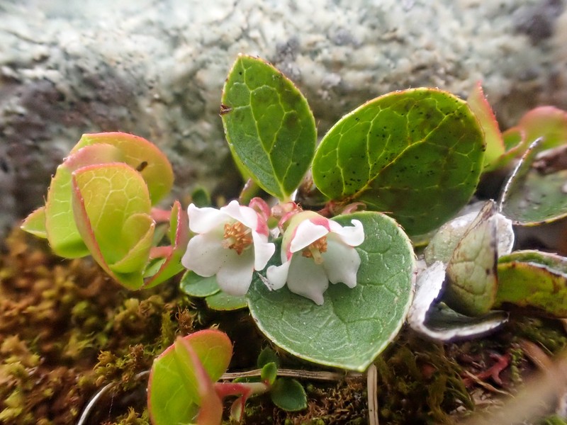 Alpine Spicywintergreen