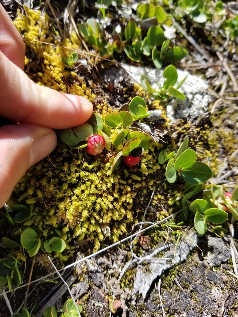 Alpine Spicywintergreen