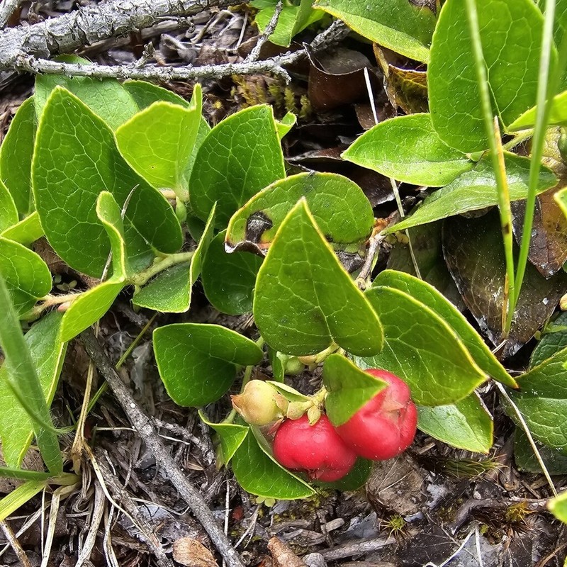 Alpine Spicywintergreen photo 2