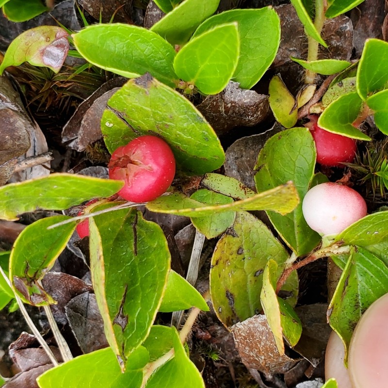 Alpine Spicywintergreen photo 3
