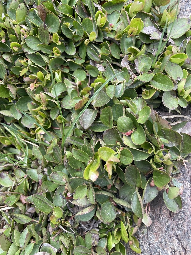 Alpine Spicywintergreen photo 4