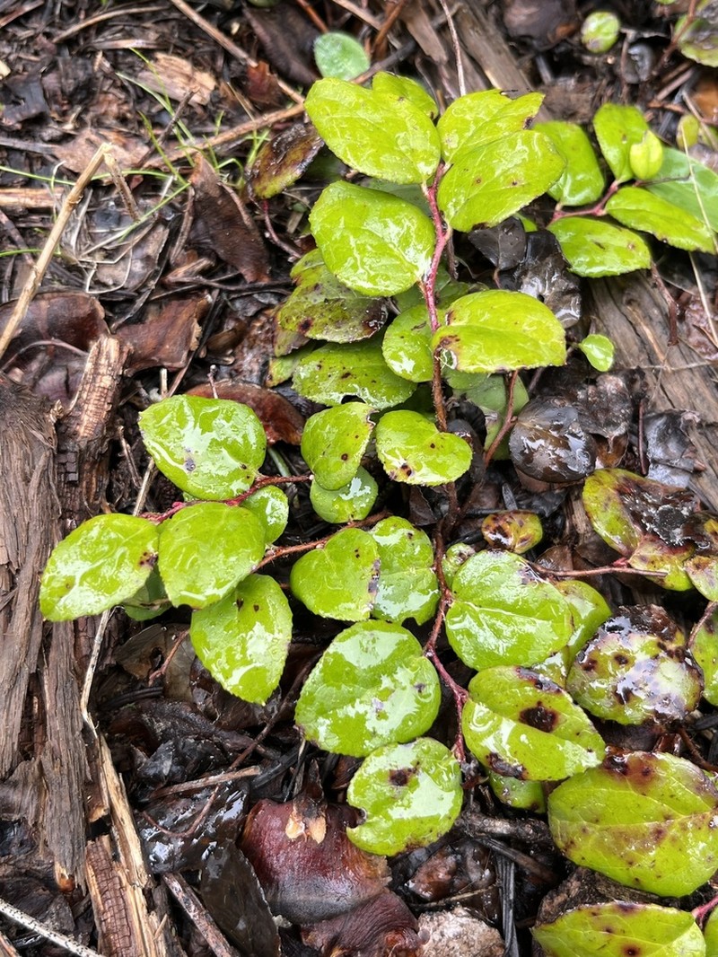 Alpine Spicywintergreen photo 5