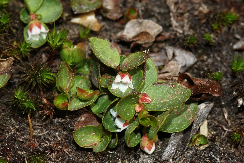 Alpine Spicywintergreen photo 6