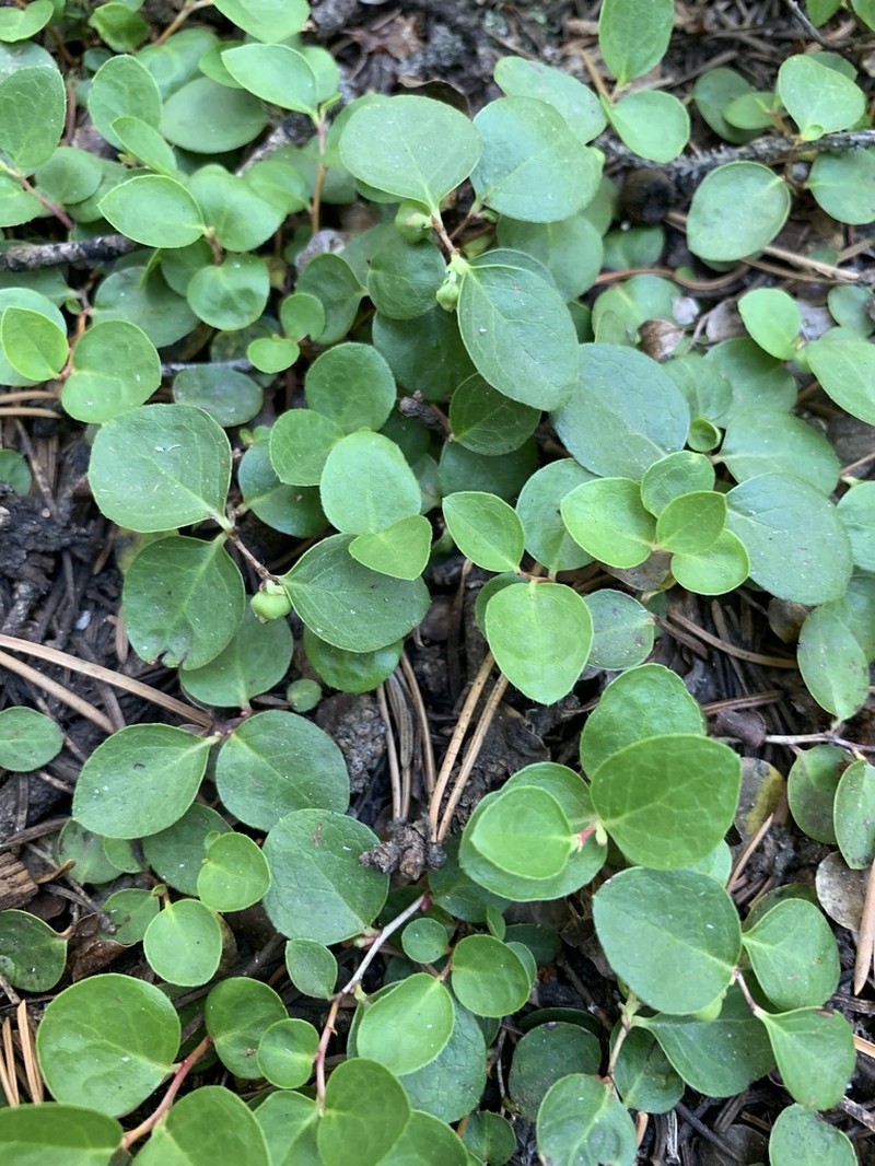 Alpine Spicywintergreen photo 7