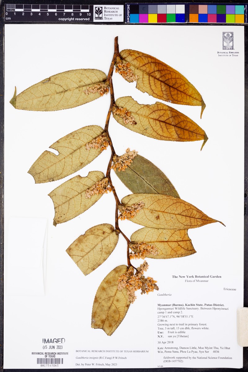 Gaultheria insignis