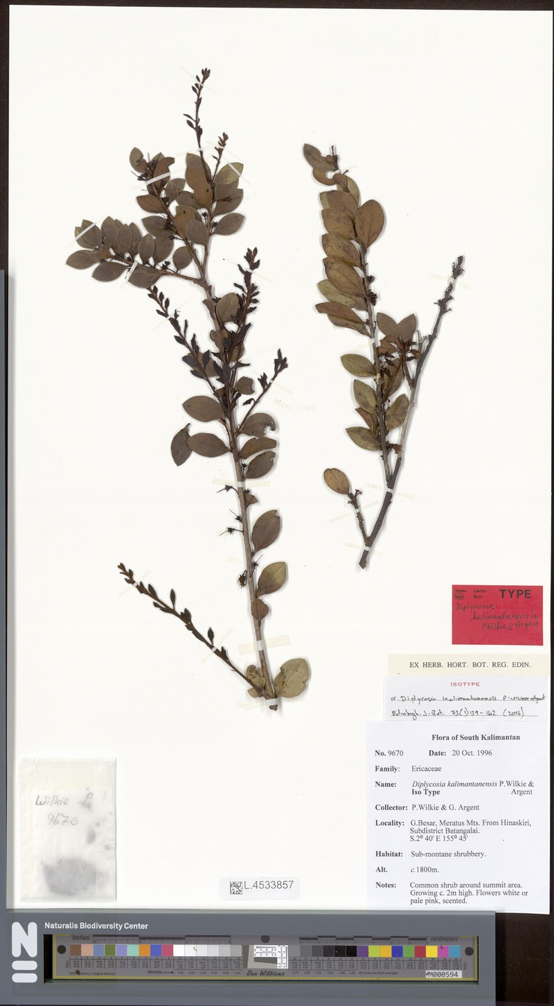 Gaultheria kalimantanensis