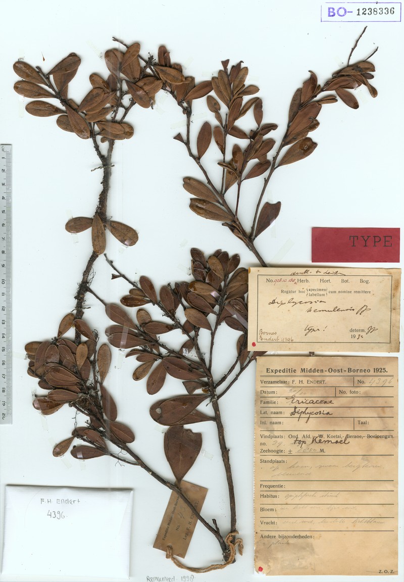 Gaultheria kemulensis