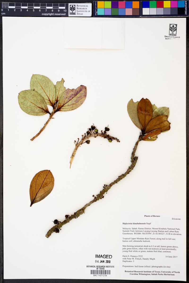 Gaultheria kinabaluensis
