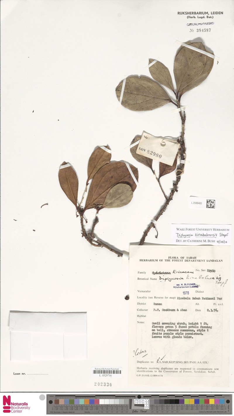 Gaultheria kinabaluensis photo 2