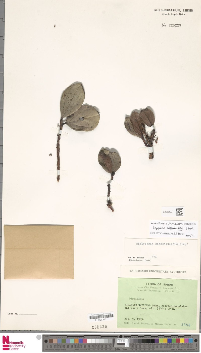 Gaultheria kinabaluensis photo 3