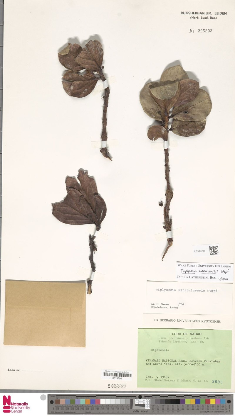 Gaultheria kinabaluensis photo 4