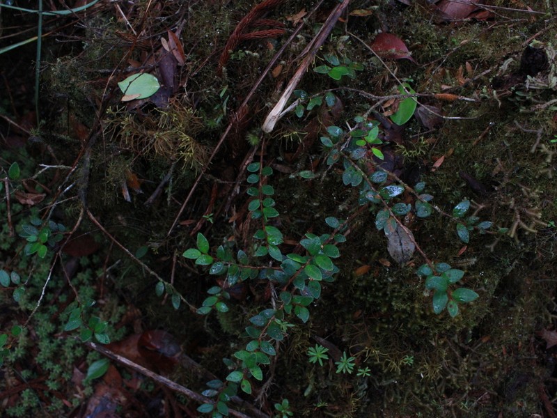 Gaultheria kingii