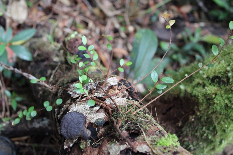 Gaultheria kingii photo 2