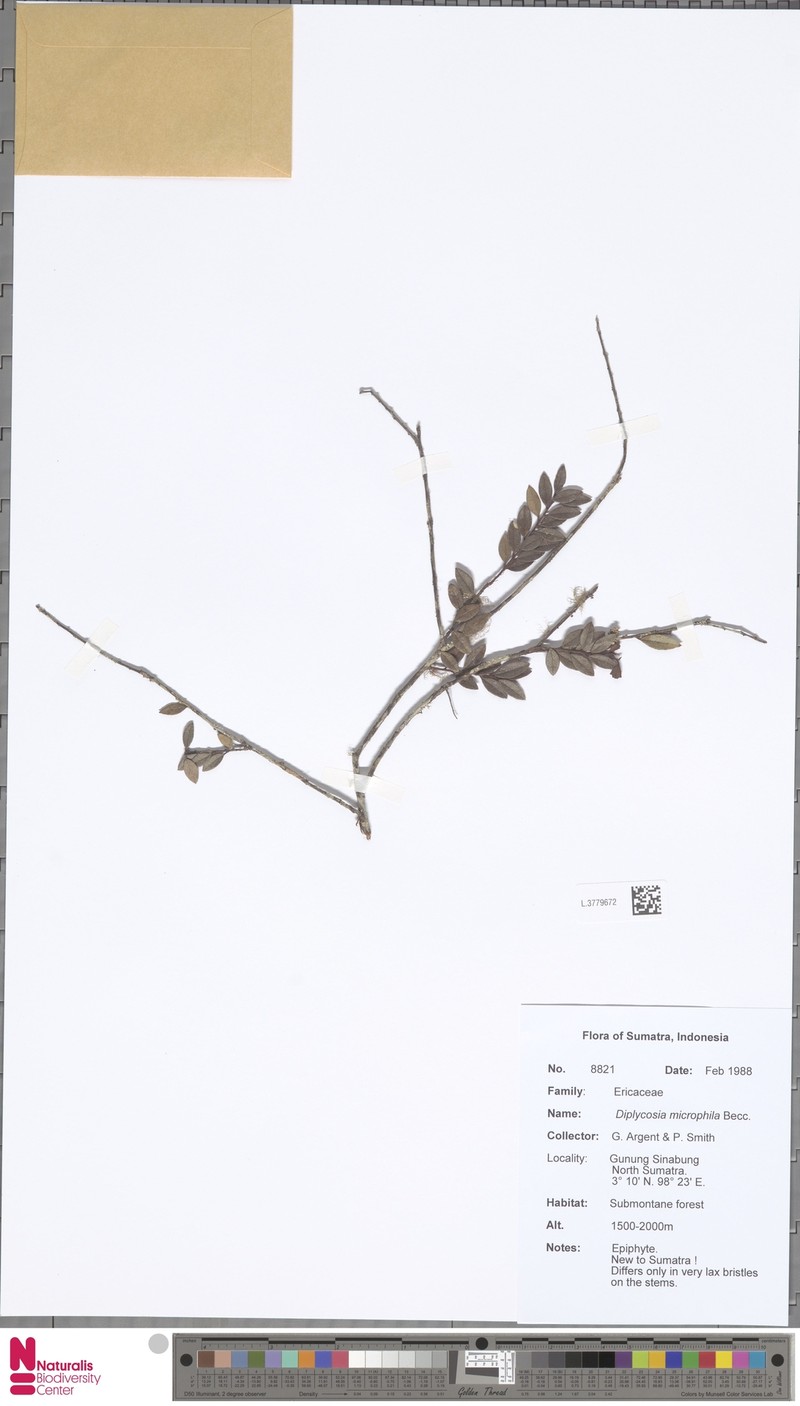 Gaultheria kingii photo 3
