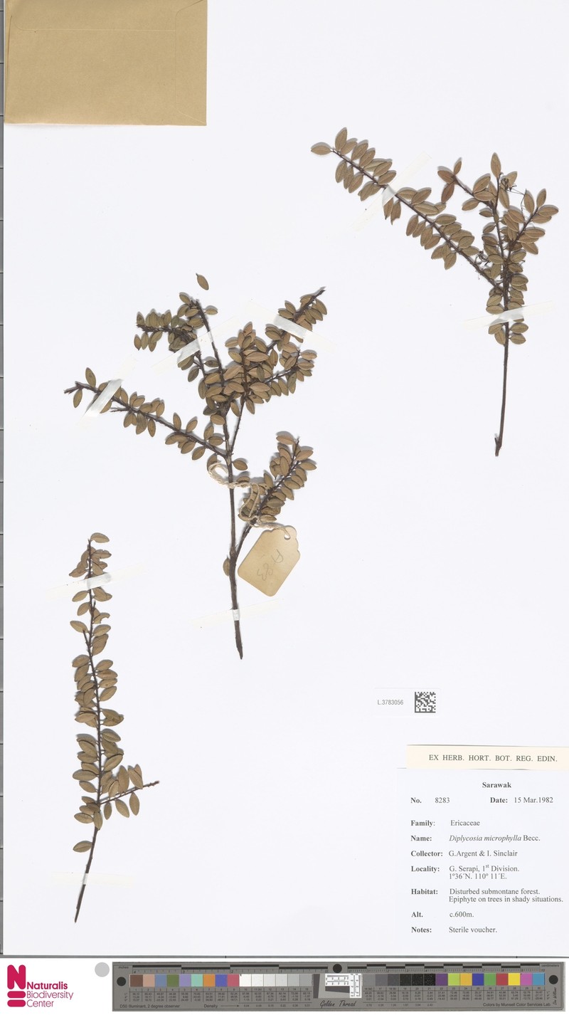 Gaultheria kingii photo 4