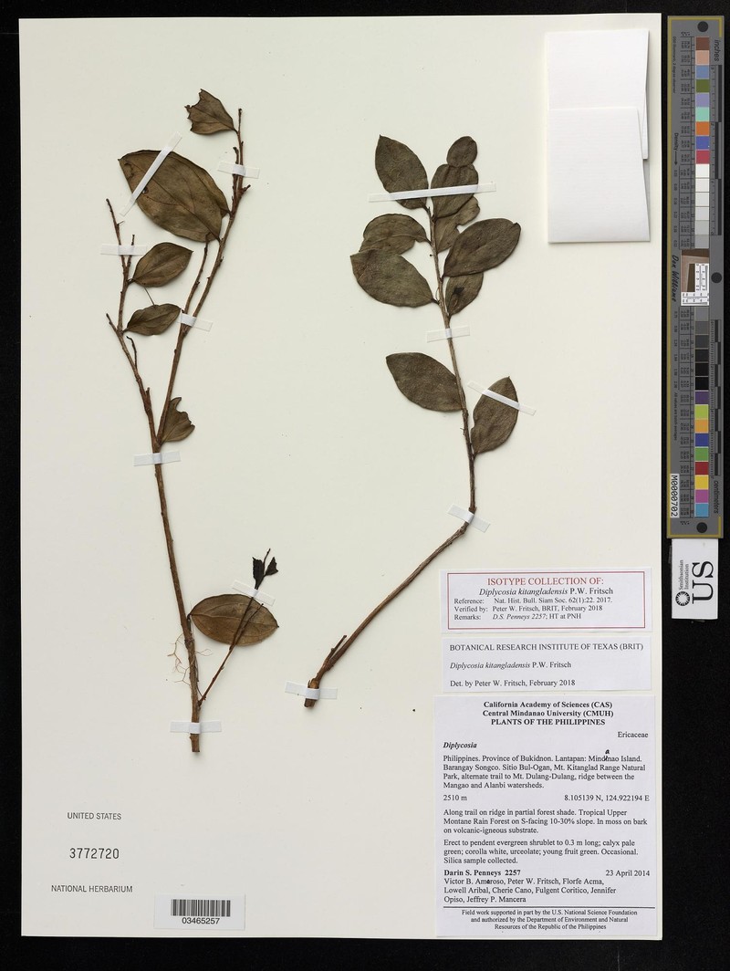Gaultheria kitangladensis