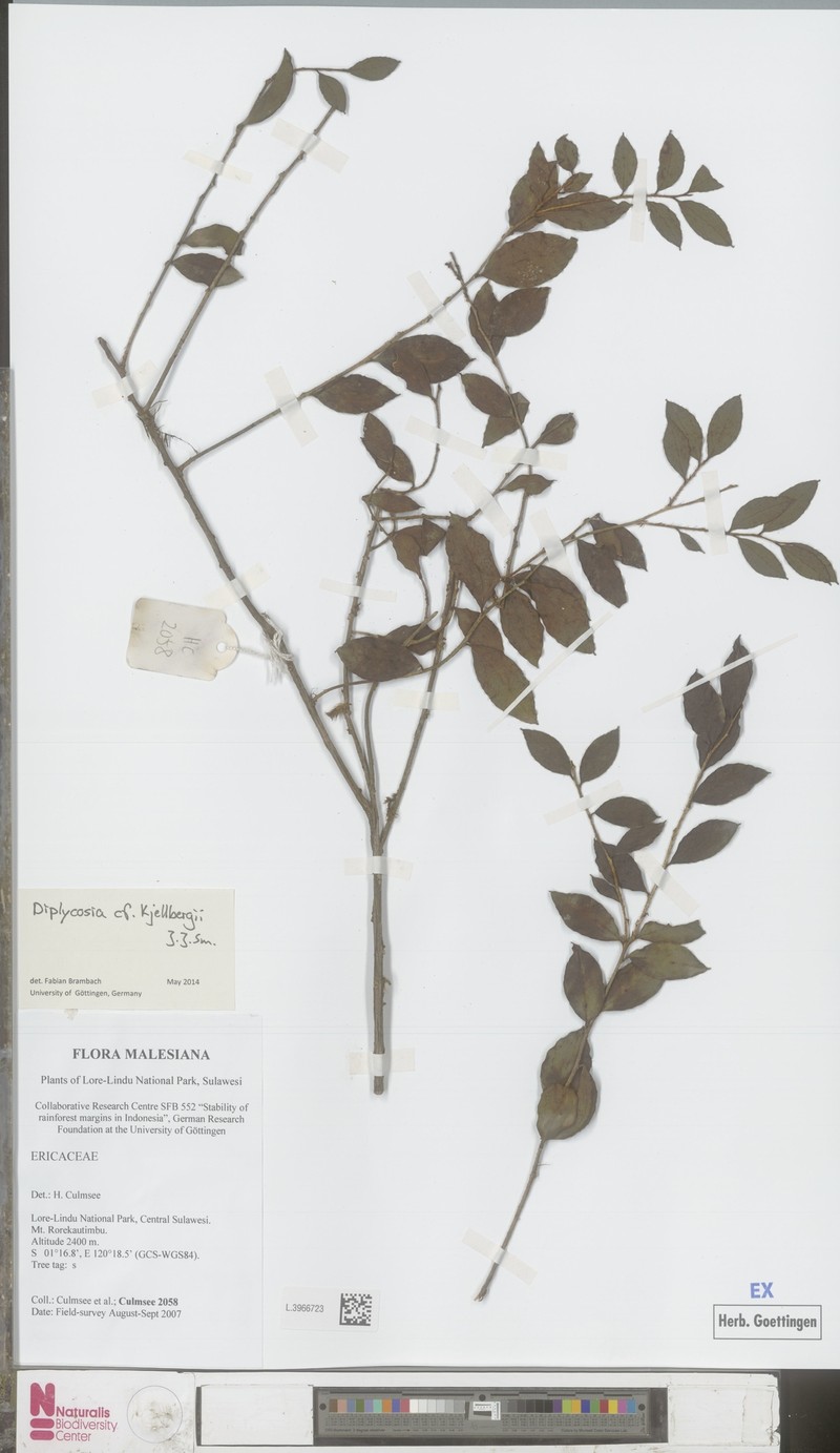 Gaultheria kjellbergii
