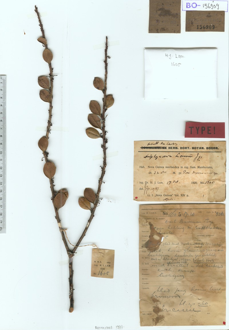 Gaultheria lamii
