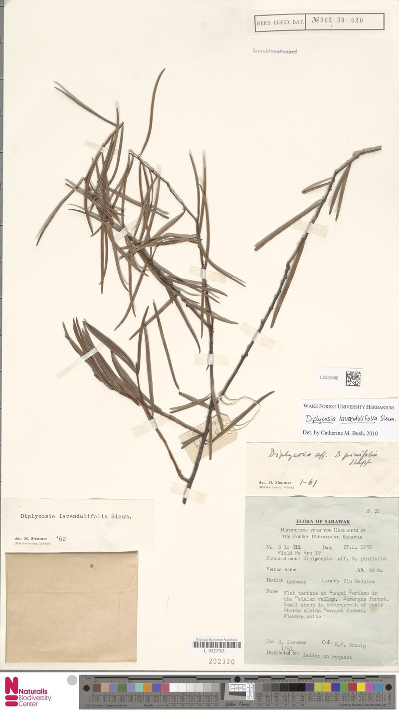 Gaultheria lavandulifolia photo 2