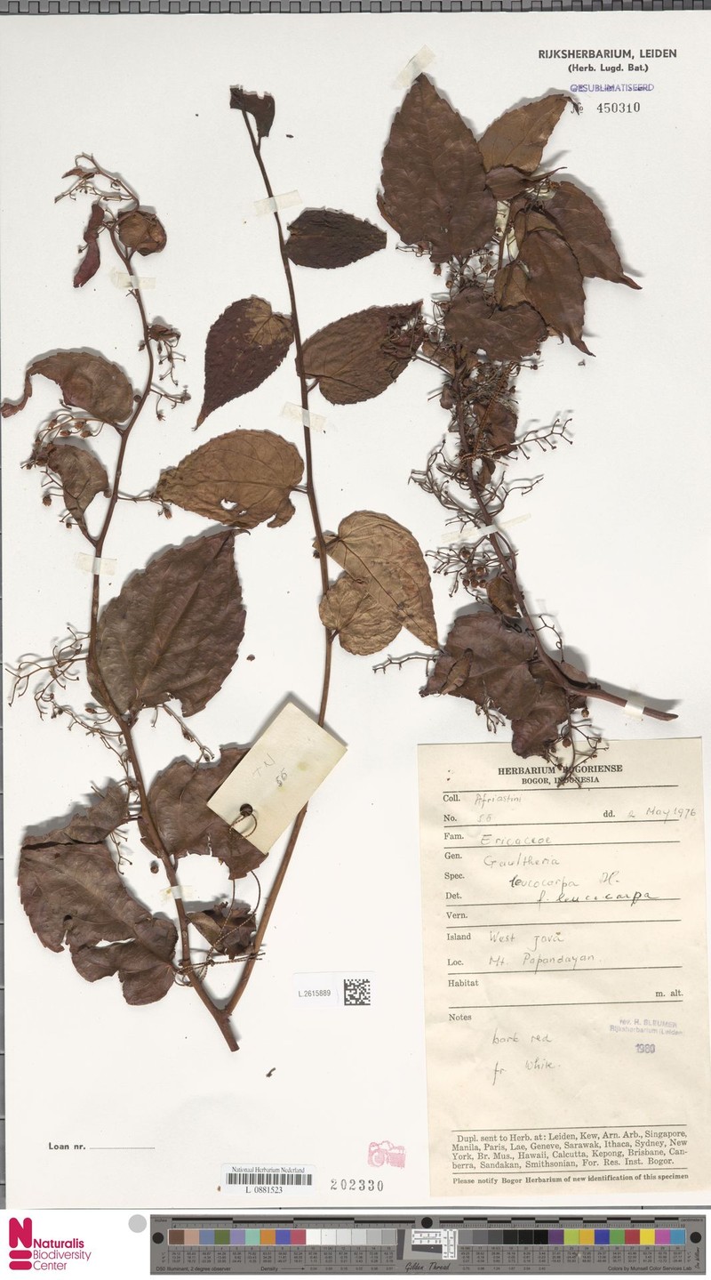 Gaultheria leucocarpa var. leucocarpa