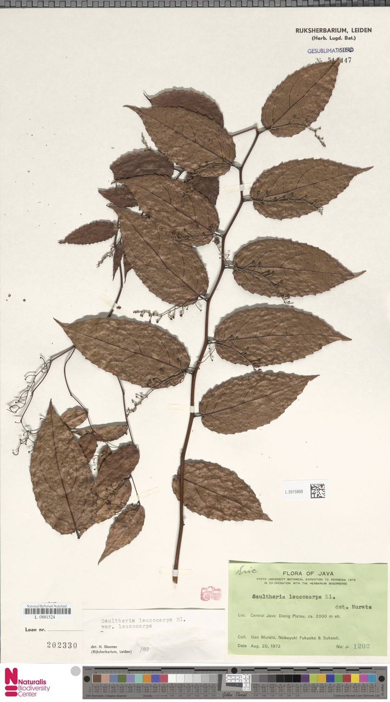 Gaultheria leucocarpa var. leucocarpa photo 2