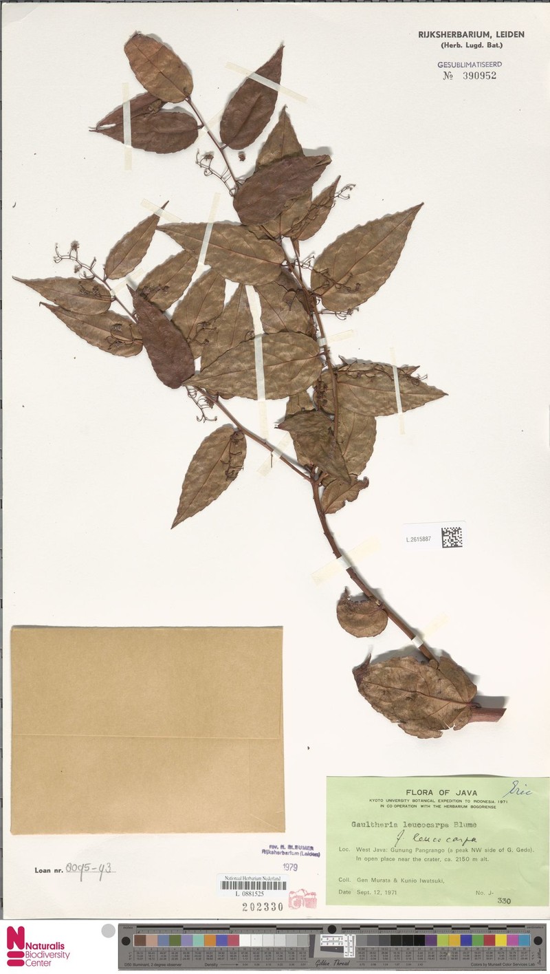 Gaultheria leucocarpa var. leucocarpa photo 3