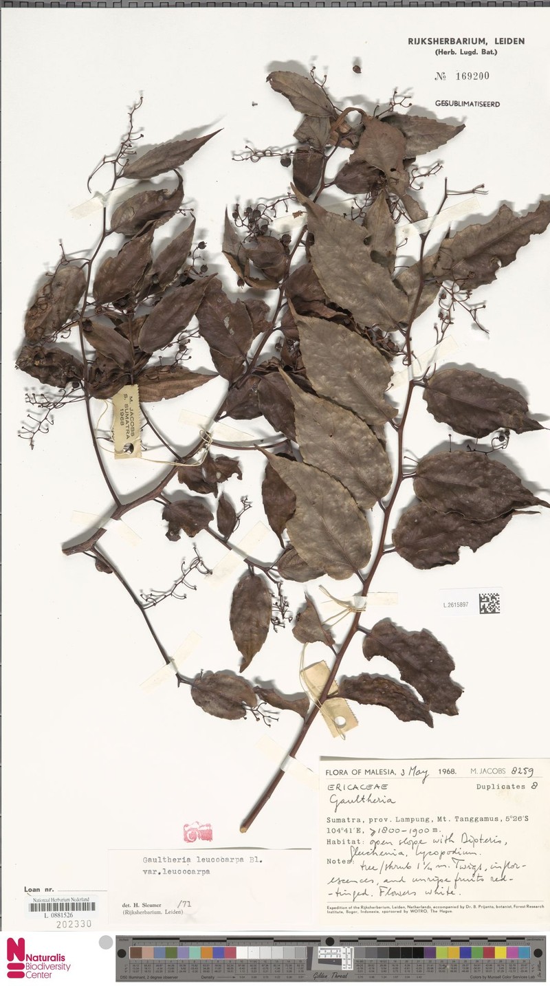 Gaultheria leucocarpa var. leucocarpa photo 4