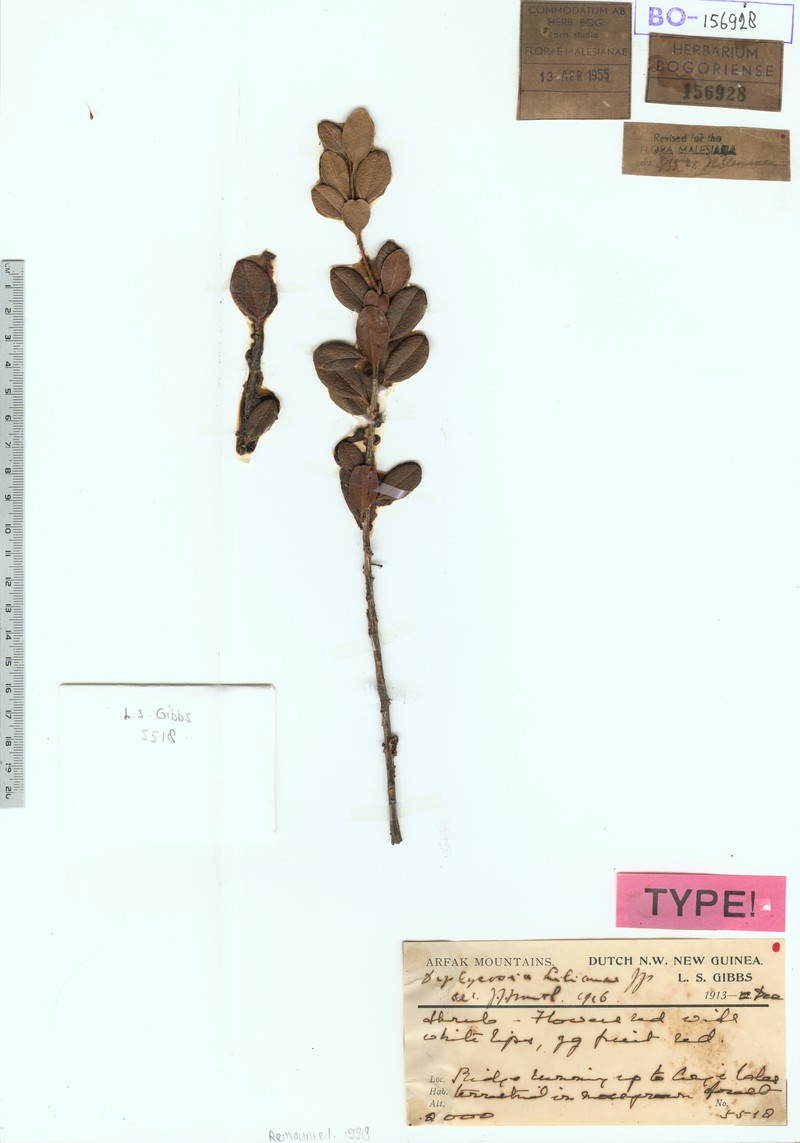 Gaultheria lilianae